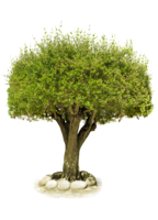 nature & Tree free transparent png image.