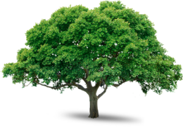 nature & tree free transparent png image.