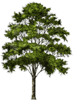 nature & Tree free transparent png image.