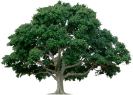 nature & Tree free transparent png image.