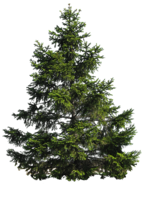 nature & Tree free transparent png image.