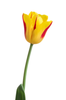 flowers & tulip free transparent png image.