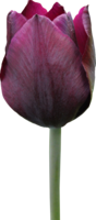 flowers & tulip free transparent png image.