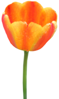 flowers & Tulip free transparent png image.