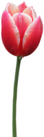 flowers & Tulip free transparent png image.