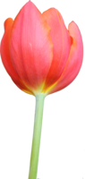 flowers & Tulip free transparent png image.