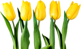 flowers & Tulip free transparent png image.