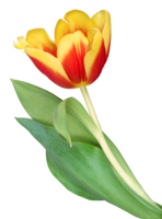 flowers & Tulip free transparent png image.