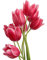 flowers & Tulip free transparent png image.