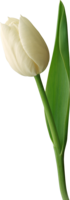 flowers & tulip free transparent png image.