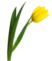 flowers & tulip free transparent png image.