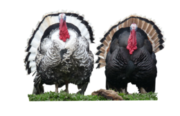 animals&Turkey png image.