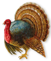 animals & turkey free transparent png image.