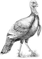 animals & turkey free transparent png image.