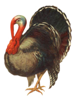 animals & turkey free transparent png image.