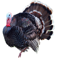 animals & turkey free transparent png image.