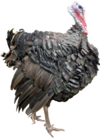 animals & turkey free transparent png image.