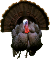 animals & turkey free transparent png image.