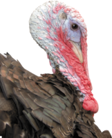 animals & turkey free transparent png image.