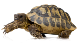 animals&Turtle png image.