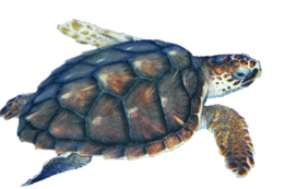 animals & turtle free transparent png image.