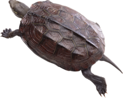 animals & Turtle free transparent png image.