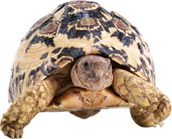 animals & turtle free transparent png image.