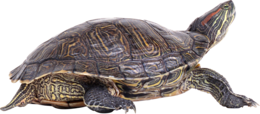 animals & Turtle free transparent png image.