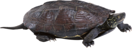 animals & Turtle free transparent png image.