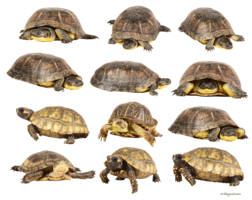 animals & Turtle free transparent png image.