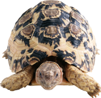 animals & Turtle free transparent png image.