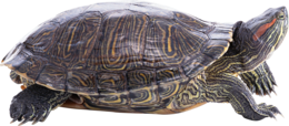 animals & turtle free transparent png image.