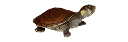 animals & turtle free transparent png image.