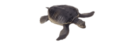 animals & turtle free transparent png image.