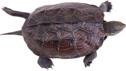 animals & turtle free transparent png image.