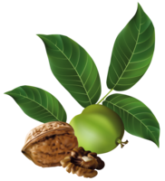 fruits & Walnut free transparent png image.