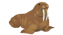 animals & Walrus free transparent png image.