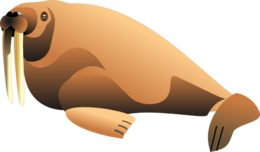 animals & Walrus free transparent png image.