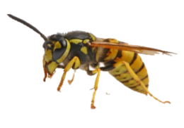 insects&Wasp png image.