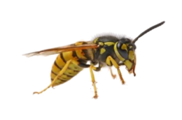 insects & Wasp free transparent png image.