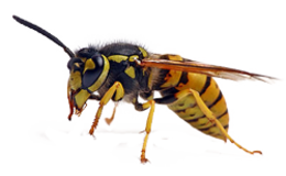 insects & Wasp free transparent png image.