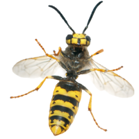 insects & Wasp free transparent png image.