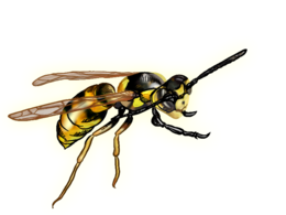 insects & Wasp free transparent png image.