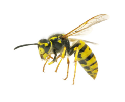 insects & Wasp free transparent png image.