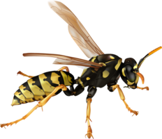 insects & Wasp free transparent png image.