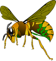 insects & Wasp free transparent png image.