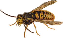 insects & Wasp free transparent png image.