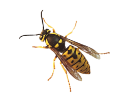 insects & Wasp free transparent png image.