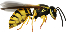 insects & wasp free transparent png image.