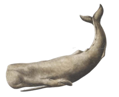 animals & whale free transparent png image.